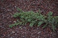 Juniperus formosana shrub Royalty Free Stock Photo