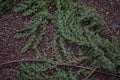 Juniperus formosana shrub Royalty Free Stock Photo