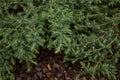Juniperus formosana shrub Royalty Free Stock Photo