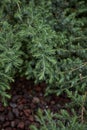 Juniperus formosana shrub Royalty Free Stock Photo