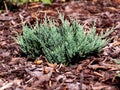 Juniperus horizontalis `Blue Chip`