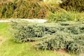 Juniperus horizontalis in the garden Royalty Free Stock Photo