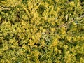 Juniperus horizontalis `Golden Carpet` Creeping Juniper. Juniper tree branch texture needle background