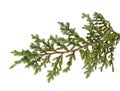 Juniperus horizontalis leaves or Creeping juniper leaves isolated on white background, with clipping path Royalty Free Stock Photo