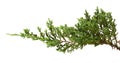 Juniperus horizontalis leaves or Creeping juniper leaves isolated on white background Royalty Free Stock Photo