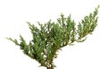 Juniperus horizontalis leaves or Creeping juniper leaves isolated on white background Royalty Free Stock Photo