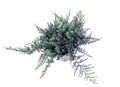 Juniperus horizontalis in studio Royalty Free Stock Photo