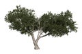 Juniperus osteosperma or Juniper, a shrub or small tree