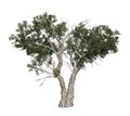Juniperus osteosperma or Juniper, a shrub or small tree