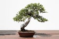 Juniperus sabina bonsai Royalty Free Stock Photo