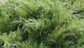 Juniperus - Juniperus sabina, evergreen plants in the garden