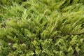Juniperus sabina Royalty Free Stock Photo