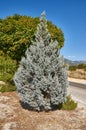 Juniperus scopulorum Ã¢â¬â Blue Arrow Royalty Free Stock Photo
