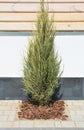 Juniperus scopulorum Skyrocket in the modern garden