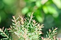 Juniperus sp, CUPRESSACEAE or pink plant Royalty Free Stock Photo