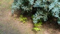 Juniperus squamata Blue carpet over sumac Rhus typhina Staghorn sumac, Anacardiaceae little plants. Blue with green