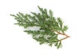 Juniperus squamata or Himalayan juniper twig isolated