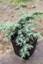 Juniperus squamata Hunnetorp flaky juniper or Himalayan juniper in pot Royalty Free Stock Photo