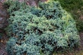 Juniperus squamata is a species of juniper native to the Himalayas. Royalty Free Stock Photo