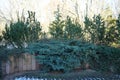 Juniperus squamata under snow in January. Juniperus squamata is a species of coniferous shrub. Berlin, Germany Royalty Free Stock Photo