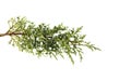 Juniperus thurifera branch,