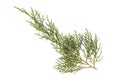 Juniperus thurifera or Spanish Juniper twig isolated