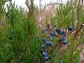 Juniperus Tree with Blue Cones in the Fall.