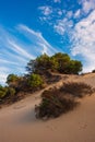 Juniperus trees on sand dunes in Sardinia, Italy