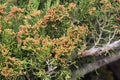 Juniperus virginiana with yellow male cones close up. Eastern Red Cedar (Juniperus virginiana) Male cones