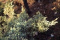 Juniperus x media, Blie and Gold, in National Botanical Garden in Tbilisi in winter Royalty Free Stock Photo