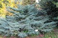 Juniperus x-media `Pfitzeriana Glauca` at botanical garden.