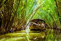 Junk boat on a small river with tunnel of green palm trees and bamboo in the Mekong Delta. (Ho Chi Minh City, Vietnam - 2/01/2020