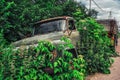 Junk yard vehicles showing old rusted truck in overgrown weedy area Royalty Free Stock Photo