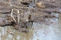 A Junked Shopping Cart Lies in Muddy River Water Royalty Free Stock Photo