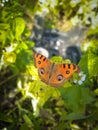 Junonia almana, the peacock pansy, is a species of nymphalid butterfly Royalty Free Stock Photo