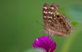 Junonia almana, the peacock pansy, is a species of nymphalid butterfly found in Cambodia and South Asia. Royalty Free Stock Photo