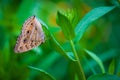 Junonia almana, the peacock pansy, is a species of nymphalid butterfly found in Cambodia and South Asia. Royalty Free Stock Photo