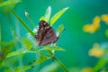 Junonia almana, the peacock pansy, is a species of nymphalid butterfly found in Cambodia and South Asia. Royalty Free Stock Photo