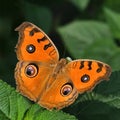 Peacock pancy butterfly with open wings Royalty Free Stock Photo