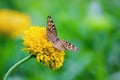 Junonia almana, the peacock pansy, is a species of nymphalid butterfly found in Cambodia and South Asia. Royalty Free Stock Photo