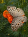 Junonia atlites, the grey pansy, is a species of nymphalid butterfly found in South Asia.