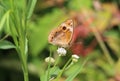 Junonia genus butterfly ventral view