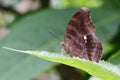 Junonia iphita resting on green leaves Royalty Free Stock Photo