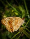 Junonia orithya