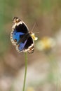 Junonia orithya wallacei (Blue Pansy) Male