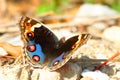 A Junonia orithya with wings opend Royalty Free Stock Photo