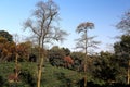 Junshan island in Dongting lake area