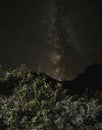 JunÃÂ­perus commÃÂºnis bush in the mountains of Turkey in the foreground, against the background of the night milky way