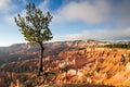 Jupiter Pine Tree at Bryce Canyon Royalty Free Stock Photo