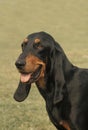 Jura or Bruno Hound, a Switzerland Breed Royalty Free Stock Photo